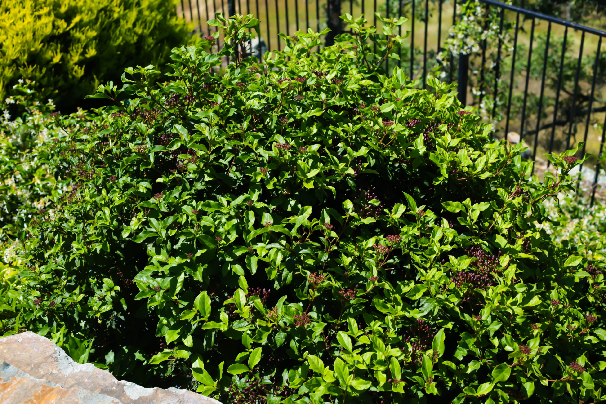 this image shows bush trimming in Costa Mesa, California