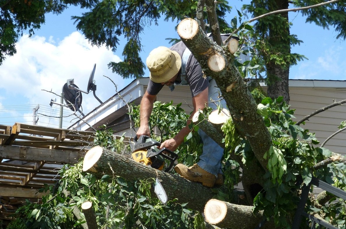 this image shows emergency tree