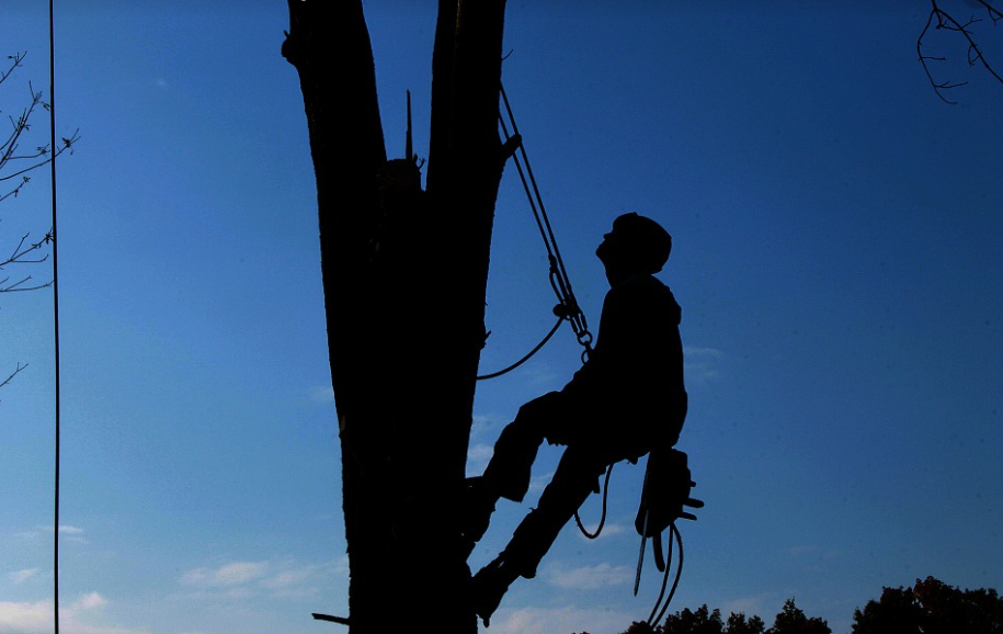 this image shows tree cabling and bracing in Costa Mesa, California