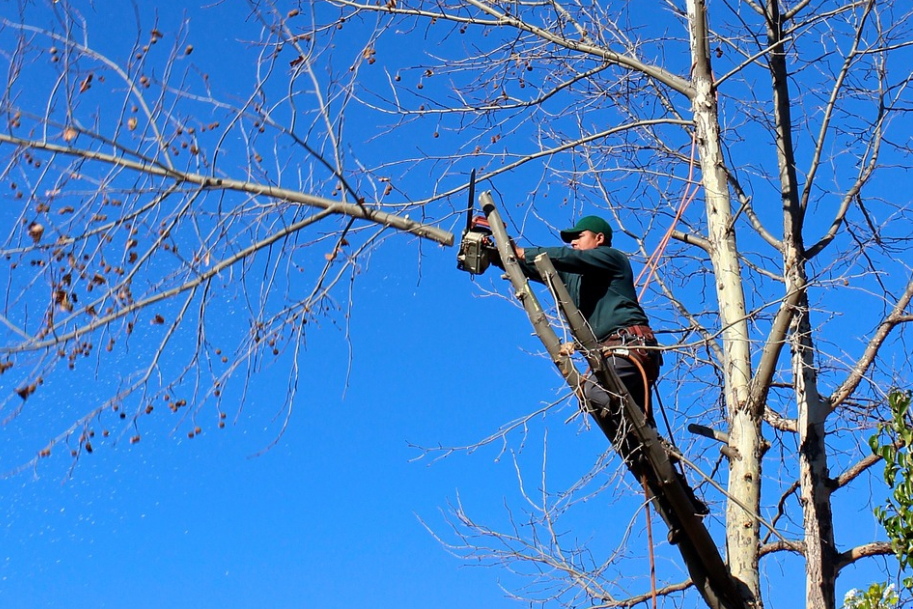 this image shows tree chipper in Costa Mesa, California