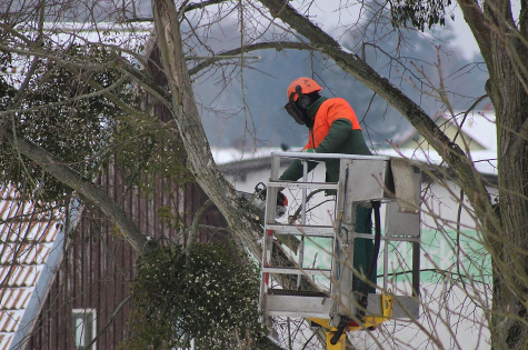 this image shows tree pruning in Costa Mesa, California