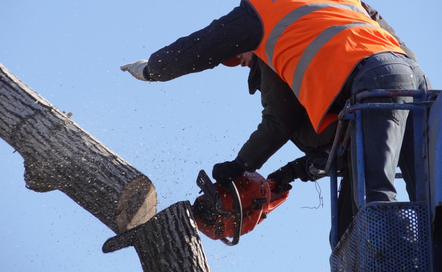 this image shows tree removal in Costa Mesa, California