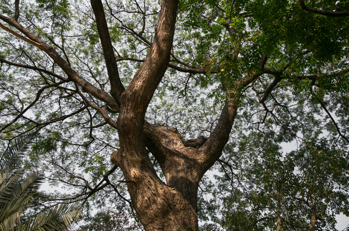 this image shows tree services in Costa Mesa, California