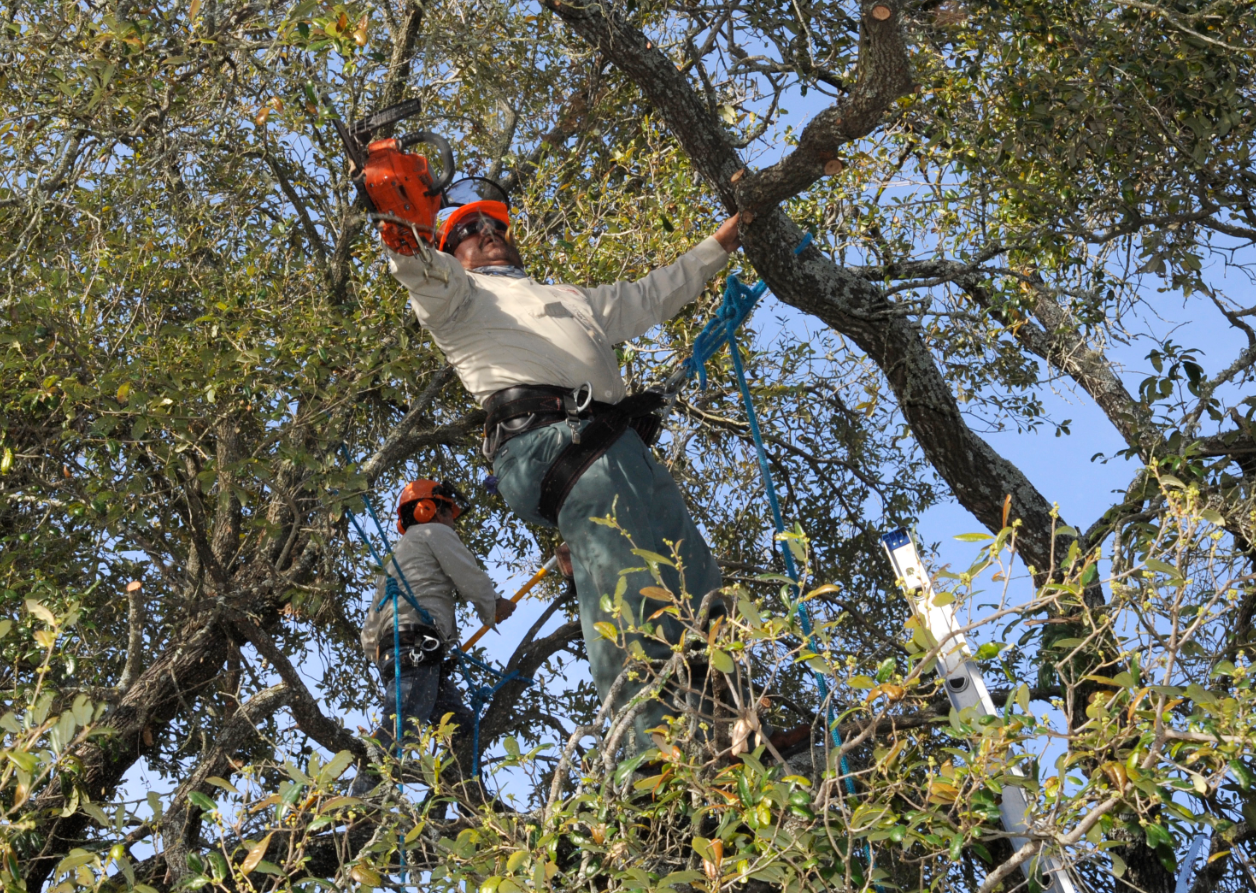 this is a picture of tree cutting in Costa Mesa, CA