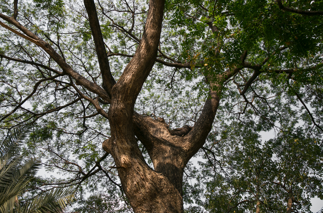 this is a picture of Costa Mesa residential tree services