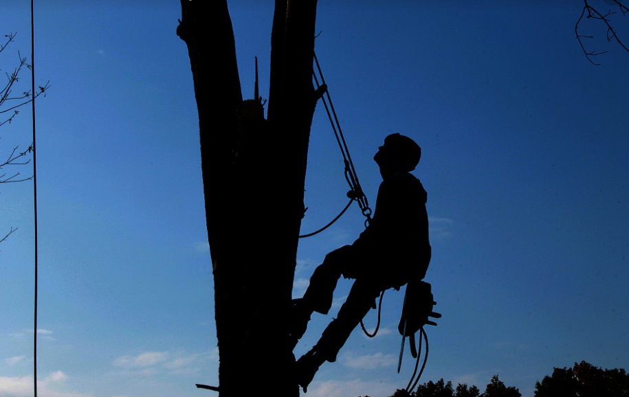this is a picture of tree cabling and bracing in Costa Mesa, CA