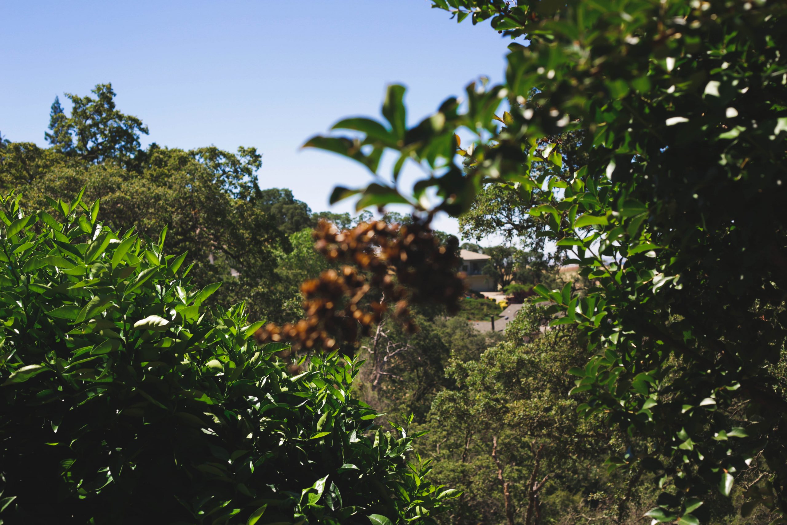 this is a picture of tree care in Costa Mesa, CA