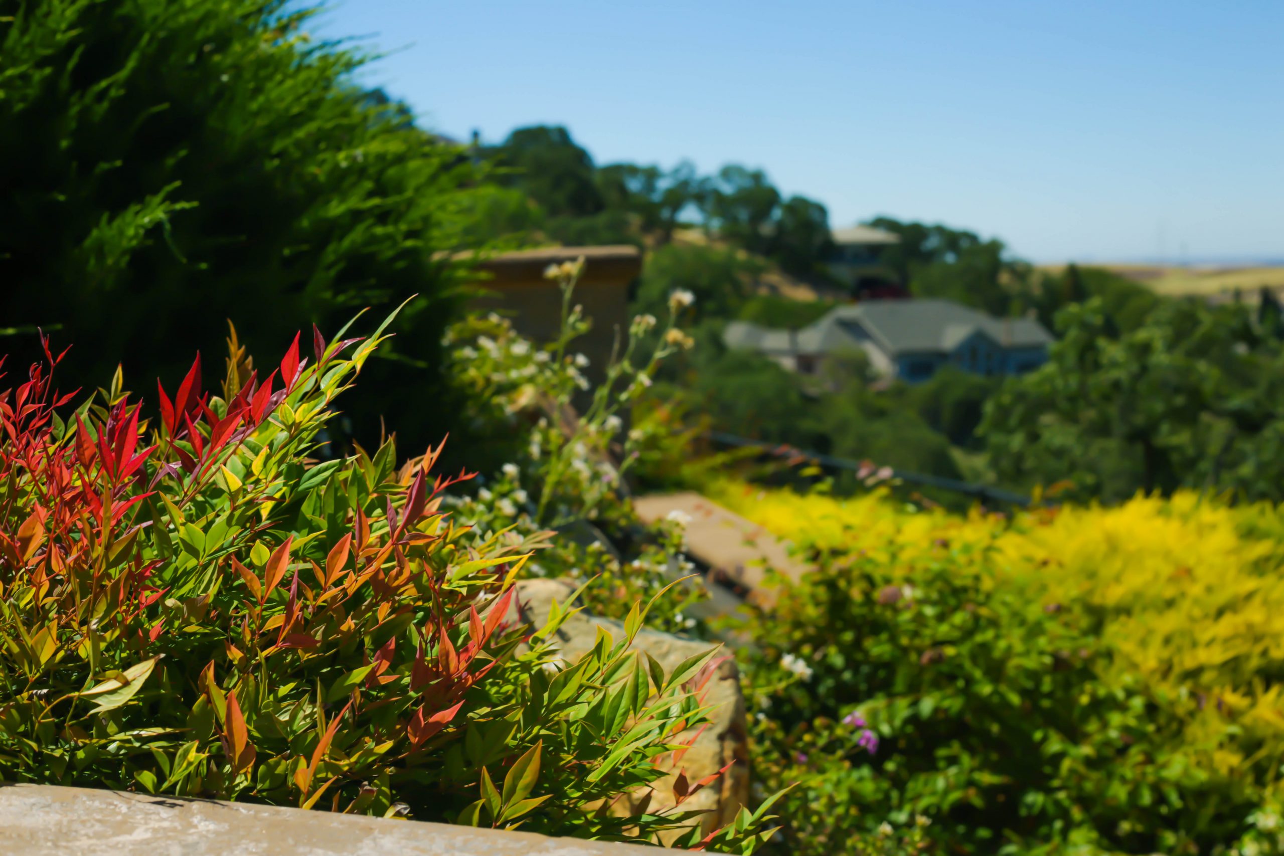 this is a picture of tree care in Costa Mesa, CA