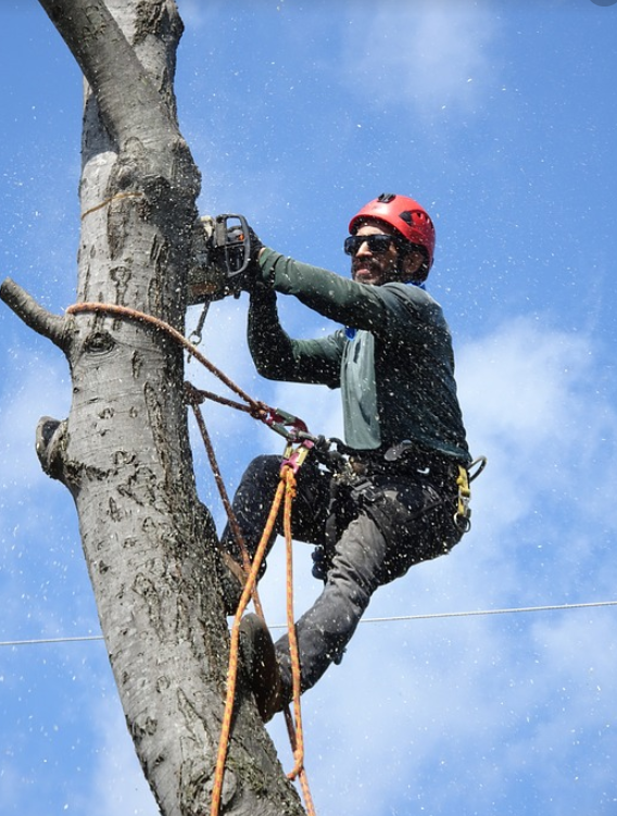 this is a picture of Costa Mesa tree removal.