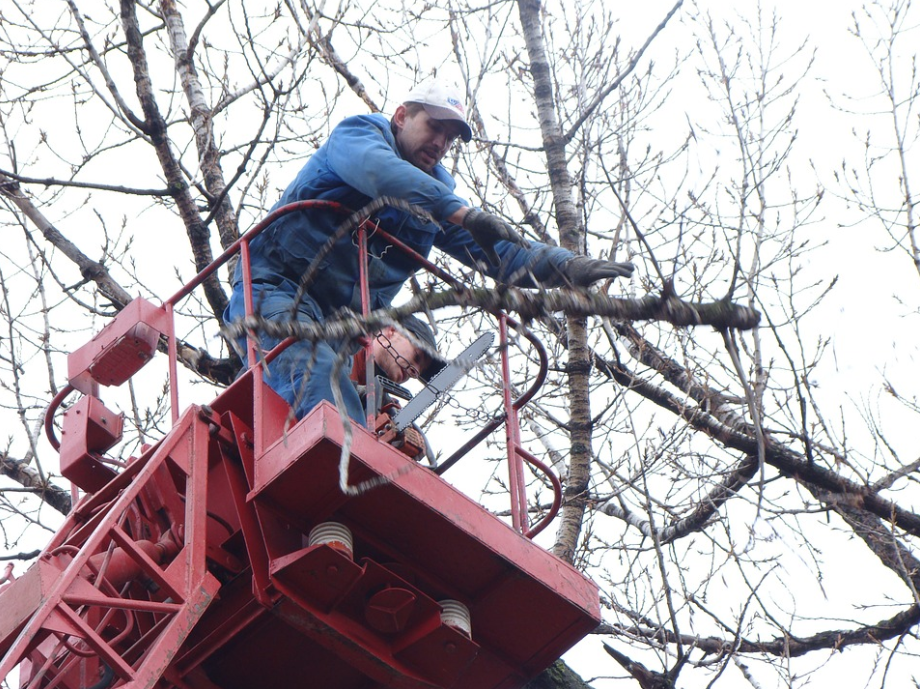 this is  picture of tree services in Turtle Rock, CA