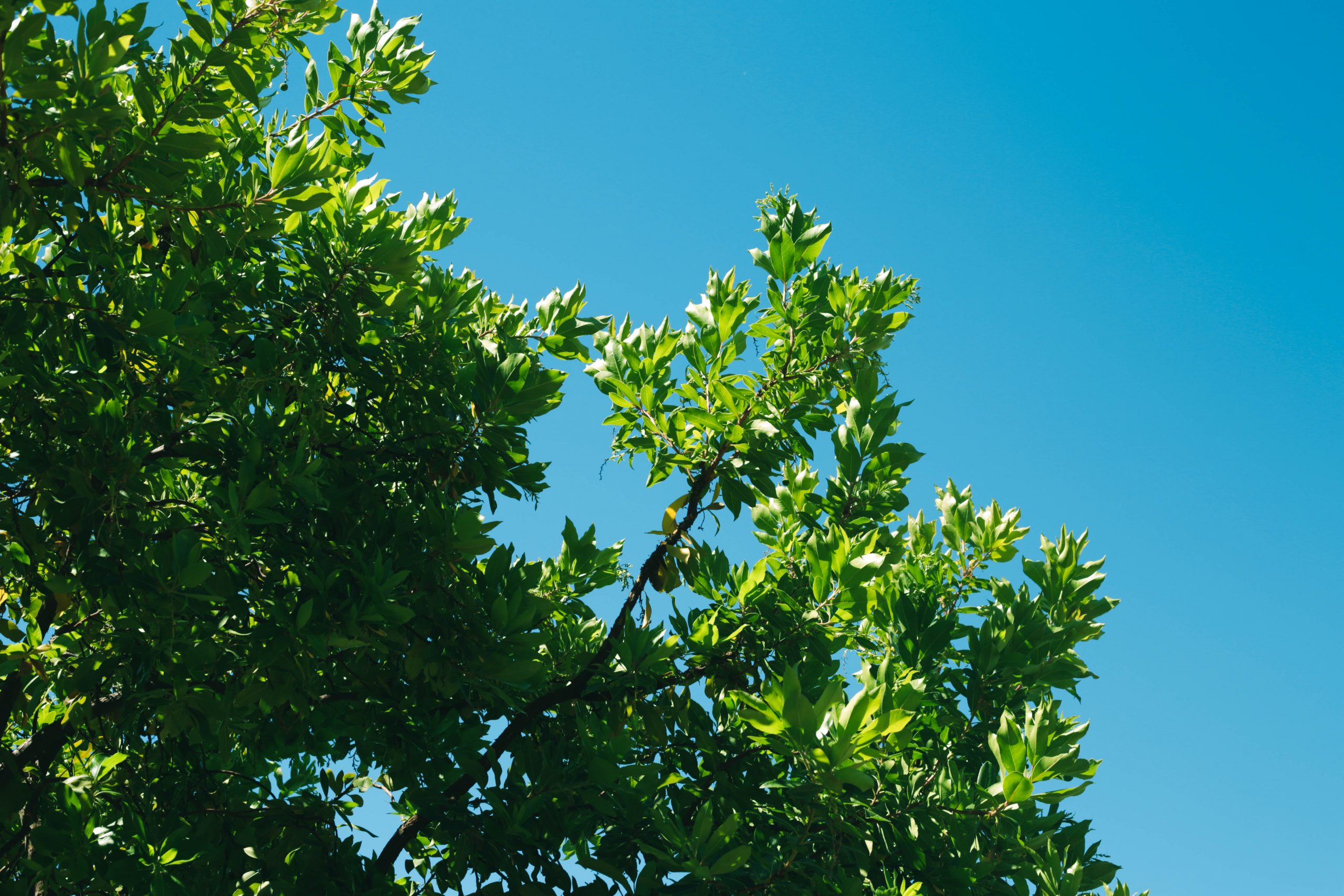 this is a picture of West Side Costa Mesa tree service