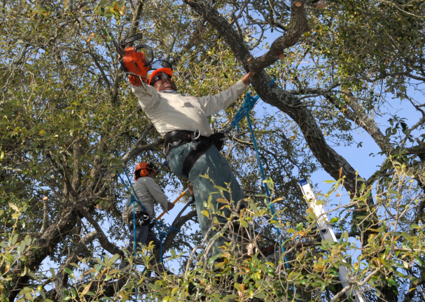 this is a picture of Costa Mesa tree lopping